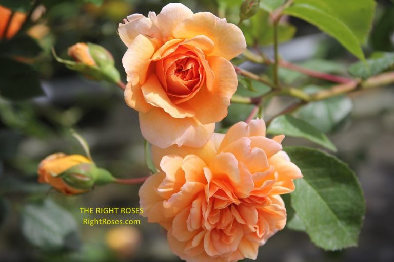 Dame Judi Dench rose review the right roses score best top garden store david austin english roses rose products rose rating the right leap rose food fertilizer