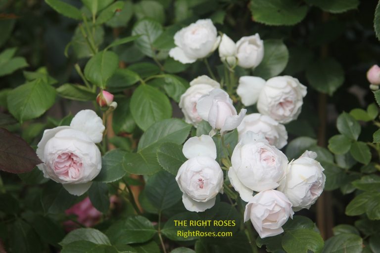 The best rose review of rose 'Earth Angel' 'Herzogin Christiana' by The Right Roses. Our in-depth reviews have been trusted by millions gardeners worldwide. The Right Roses team uses our own The Right Roses Score, which is the most comprehensive rose rating system in the world, to assess the overall quality of a rose. All information and rose products: best top garden store, Rosen Kordes, Rosen Tantau, english roses, rose products, rose rating, the right leap, rose food, fertilizer