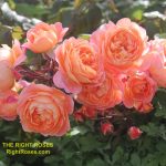 The best rose review of rose 'Lady Emma Hamilton' by The Right Roses. David Austin. Our in-depth reviews have been trusted by millions gardeners worldwide. The Right Roses team uses our own, bespoke The Right Roses Score, which is the most comprehensive rose rating system in the world, to assess the overall quality of a rose. All information and rose products: best top garden store, Rosen Kordes, Rosen Tantau, Delbard, english roses, rose products, rose rating, the right leap, rose food, fertilizer. The Right Roses Store. English Romance Collection.
