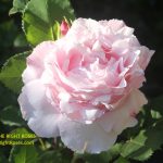The Right Roses presents you with the best rose review of rose 'King Charles Coronation' (aka. 'Sophie Rochas') | Delbard 2017. Millions of gardeners from all over the world have trusted our in-depth reviews. The Right Roses team uses our own, bespoke The Right Roses Score, which is the most comprehensive rose rating system in the world, to assess the overall quality of a rose. We review all the very best roses from all the best rose breeders such as Rosen Kordes, Rosen Tantau, Delbard, David Austin Roses. The Right Roses is also running the best gardening club for the very best connoisseur gardeners and garden designers at Righttify.com. At Righttify.com, connoisseur sellers can design gardens, provide gardening services, and provide garden consulting services.