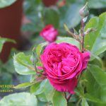 The Right Roses presents you with the best rose review of rose 'Maxim' | Rosen Tantau 2016. Millions of gardeners from all over the world have trusted our in-depth reviews. The Right Roses team uses our own, bespoke The Right Roses Score, which is the most comprehensive rose rating system in the world, to assess the overall quality of a rose. We review all the very best roses from all the best rose breeders such as Rosen Kordes, Rosen Tantau, Delbard, David Austin Roses. The Right Roses is also running the best gardening club for the very best connoisseur gardeners and garden designers at Righttify.com. At Righttify.com, connoisseur sellers can design gardens, provide gardening services, gardening courses, and provide garden consulting services.