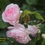 The Right Roses presents you with the best rose review of rose ‘Summer Romance’ (aka. Lovely Parfuma, Comtesse Marie-Henriette, Madame De Maintenon, Parfuma Summer Romance, Rosengräfin Marie Henriette, Marie Henriette) | Kordes Rosen 2013. Millions of gardeners from all over the world have trusted our in-depth reviews. The Right Roses team uses our own, bespoke The Right Roses Score, which is the most comprehensive rose rating system in the world, to assess the overall quality of a rose. We review all the very best roses from all the best rose breeders such as Rosen Kordes, Rosen Tantau, Delbard, David Austin Roses. The Right Roses is also running the best gardening club for the very best connoisseur gardeners and garden designers at Righttify.com. At Righttify.com, connoisseur sellers can design gardens, provide gardening services, gardening courses, and provide garden consulting services.