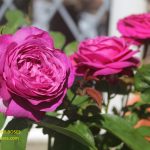 The Right Roses presents you with the best rose review of ‘Anuschka’ (Mottisfont) | Rosen Tantau 2021. Millions of gardeners from all over the world have trusted our in-depth reviews. The Right Roses team uses our own, bespoke The Right Roses Score, which is the most comprehensive rose rating system in the world, to assess the overall quality of a rose. We review all the very best roses from all the best rose breeders such as Rosen Kordes, Rosen Tantau, Delbard, David Austin Roses. The Right Roses is also running the best gardening club for the very best connoisseur gardeners and garden designers at Righttify.com. At Righttify.com, connoisseur sellers can design gardens, provide gardening services, gardening courses, and provide garden consulting services.