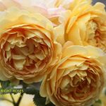 Rose Golden Celebration The Right Roses Best Garden Shop Store rose review experience top yellow power tools english david austin