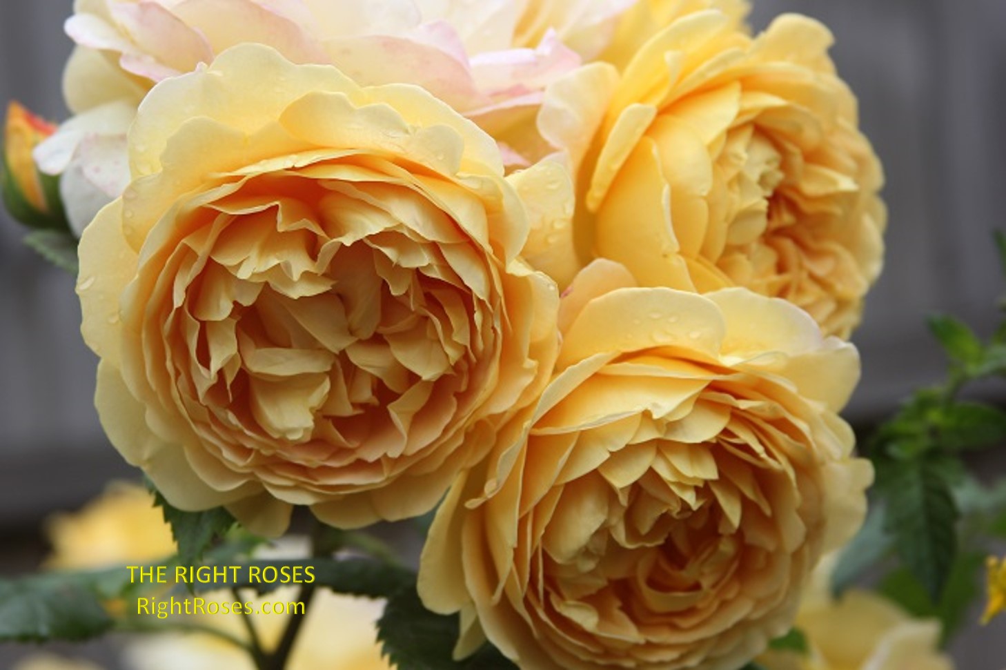 Rose Golden Celebration The Right Roses Best Garden Shop Store rose review experience top yellow power tools english david austin