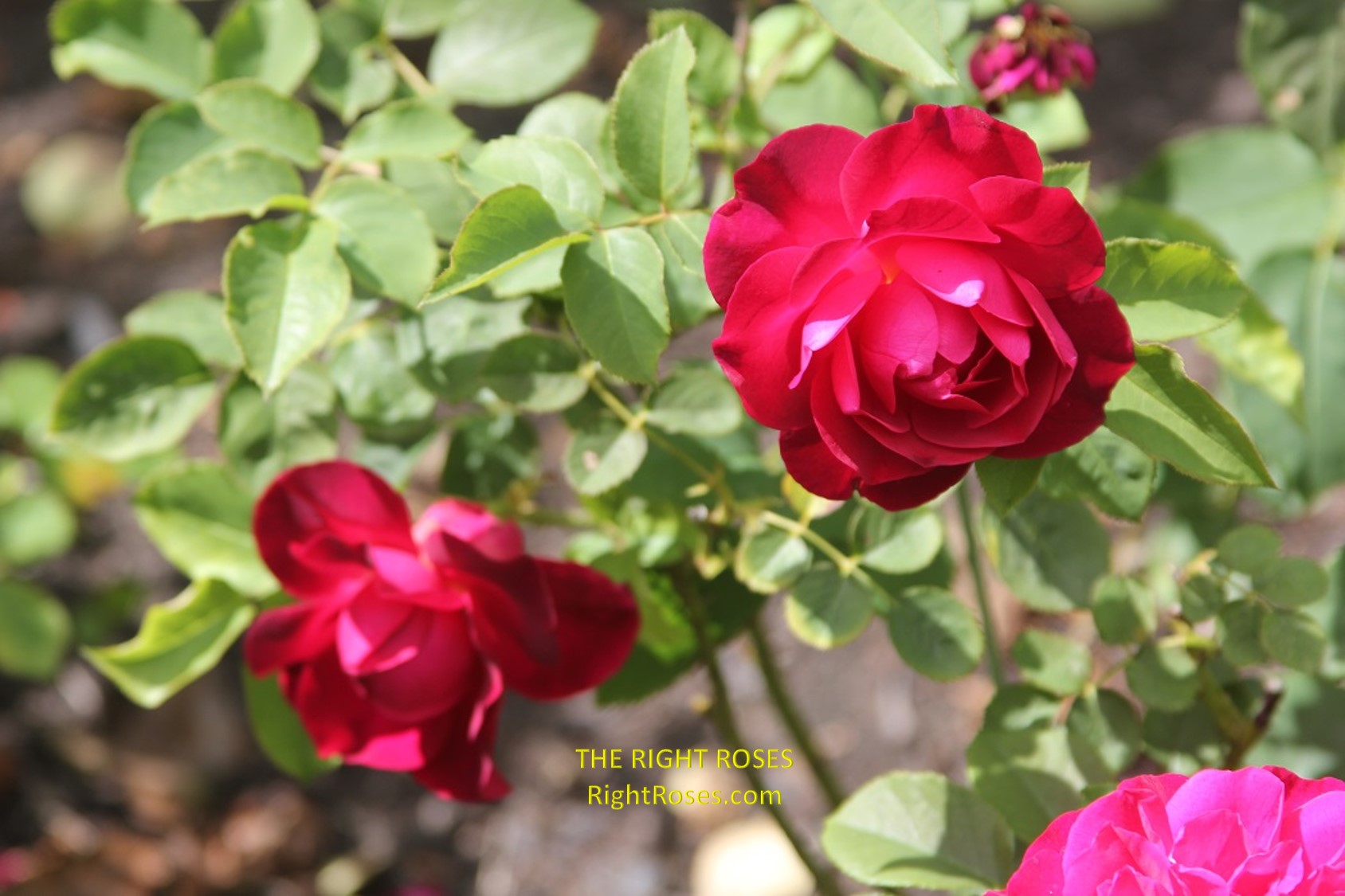 Rose Munstead Wood Best Garden Store english david austin the right roses review experience top