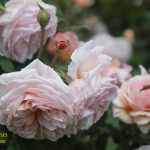A Shropshire Lad rose review the right roses score best top garden store david austin english roses rose products rose rating the right leap rose food fertilizer