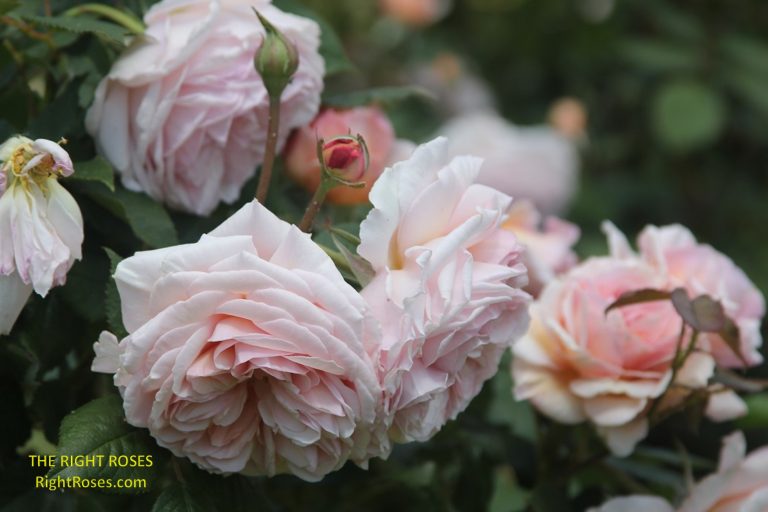 A Shropshire Lad rose review the right roses score best top garden store david austin english roses rose products rose rating the right leap rose food fertilizer