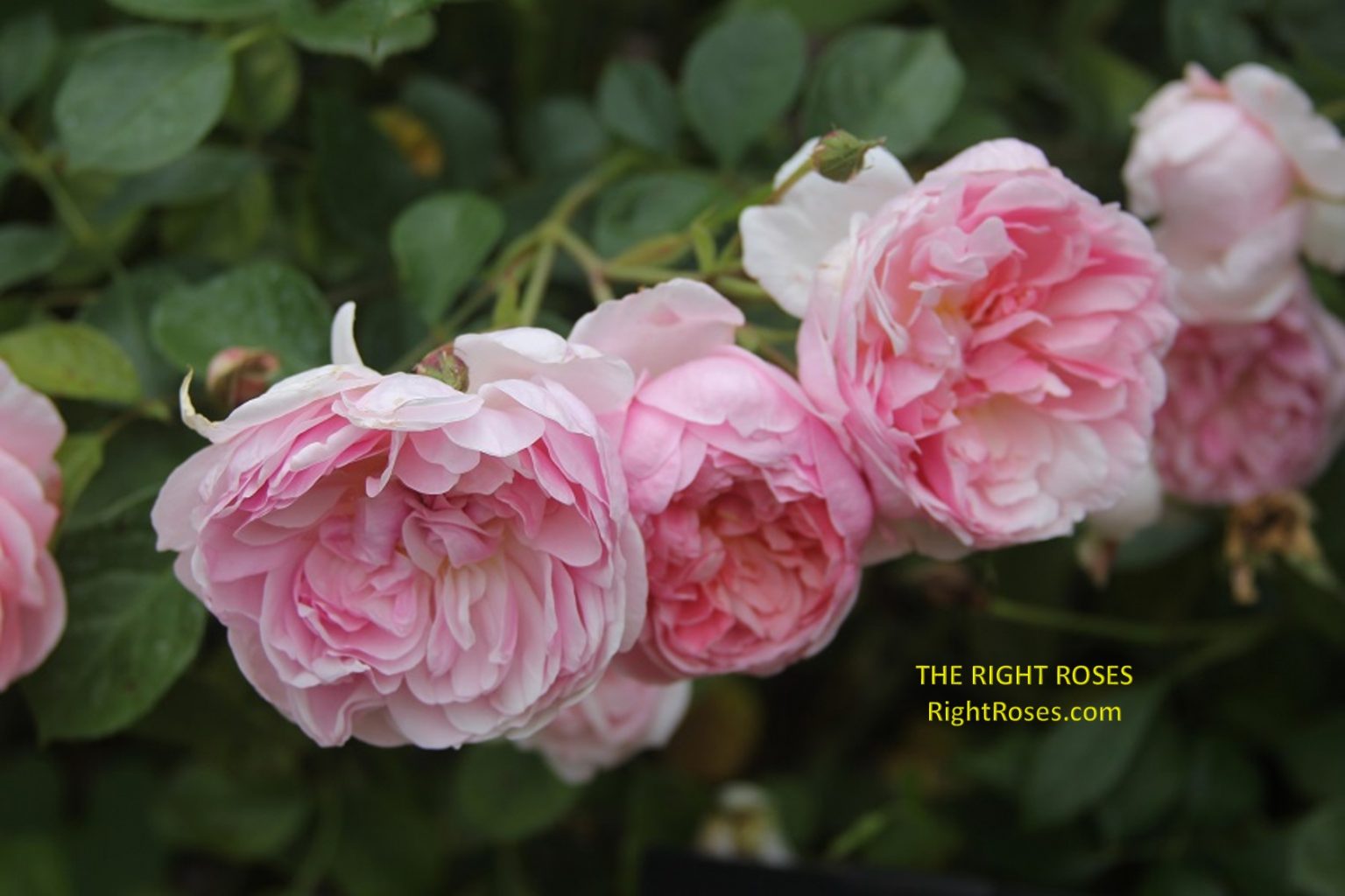 ANNE BOLEYN ROSE REVIEW | DAVID AUSTIN 1999 - THE RIGHT ROSES
