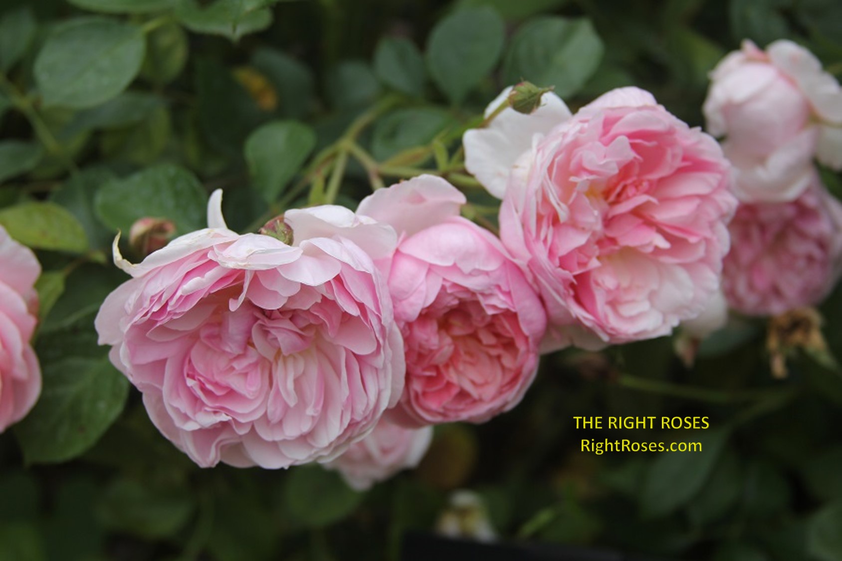 Anne Boleyn rose review the right roses score best top garden store david austin english roses rose products rose rating the right leap rose food fertilizer