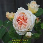 Bathsheba rose review the right roses score best top garden store david austin english roses rose products rose rating the right leap rose food fertilizer