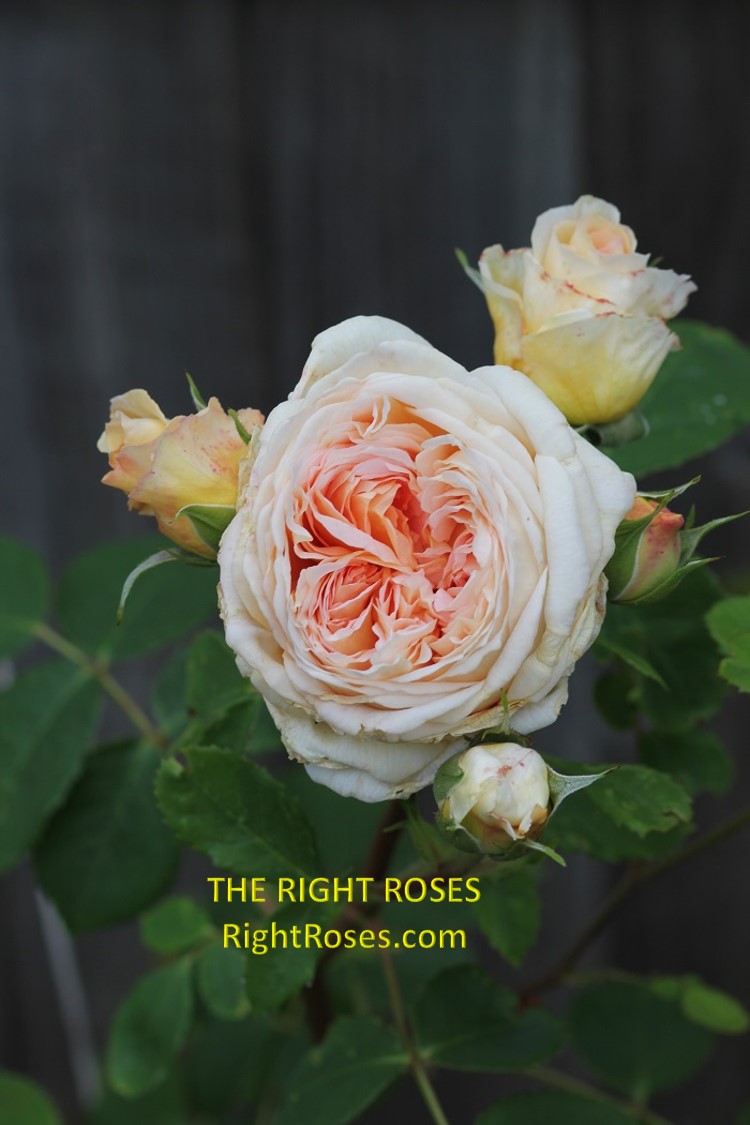 Bathsheba rose review the right roses score best top garden store david austin english roses rose products rose rating the right leap rose food fertilizer