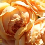 Carolyn Knight rose review the right roses score best top garden store david austin english roses rose products rose rating the right leap rose food fertilizer