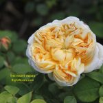 charles darwin rose review the right roses score best top garden store david austin english roses rose products rose rating the right leap rose food