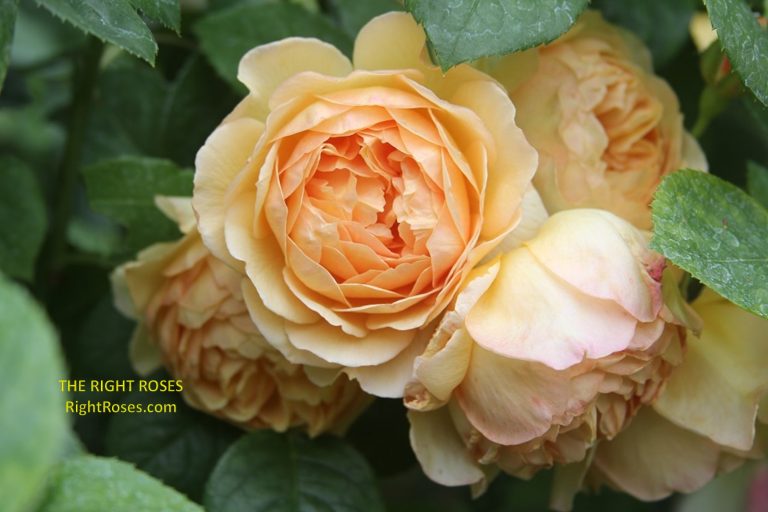 Charlotte rose review the right roses score best top garden store david austin english roses rose products rose rating the right leap rose food fertilizer