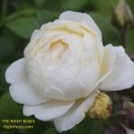 claire austin rose review the right roses score best top garden store david austin english roses rose products rose rating the right leap rose food