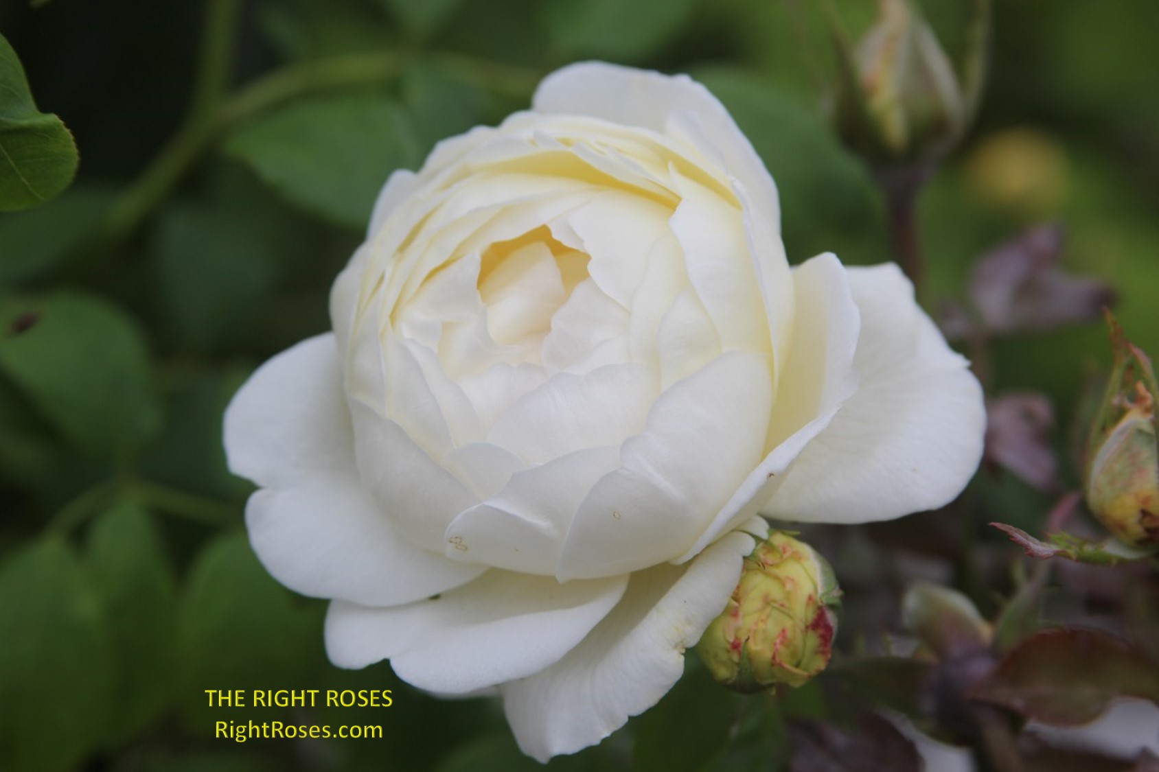 claire austin rose review the right roses score best top garden store david austin english roses rose products rose rating the right leap rose food