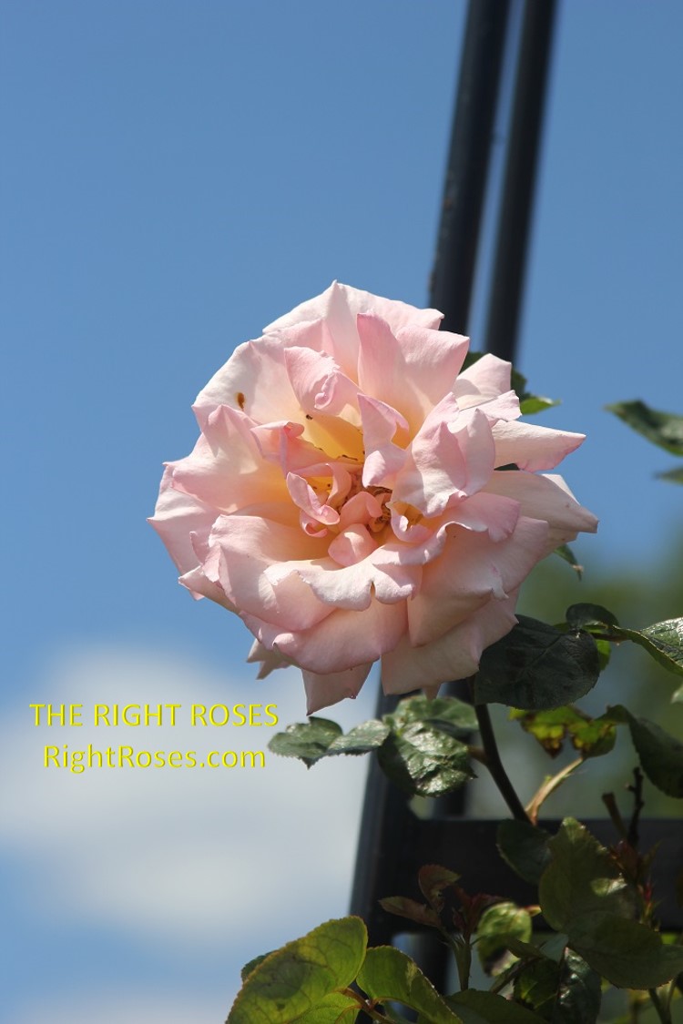 Compassion rose review the right roses score best top garden store david austin english roses rose products rose rating the right leap rose food fertilizer