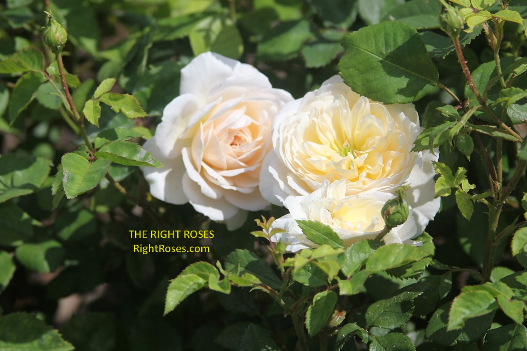 crocus rose review the right roses score best top garden store david austin english roses rose products rose rating the right leap rose food fertilizer