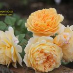 crown princess margareta rose review the right roses score best top garden store david austin english roses rose products rose rating the right leap rose food