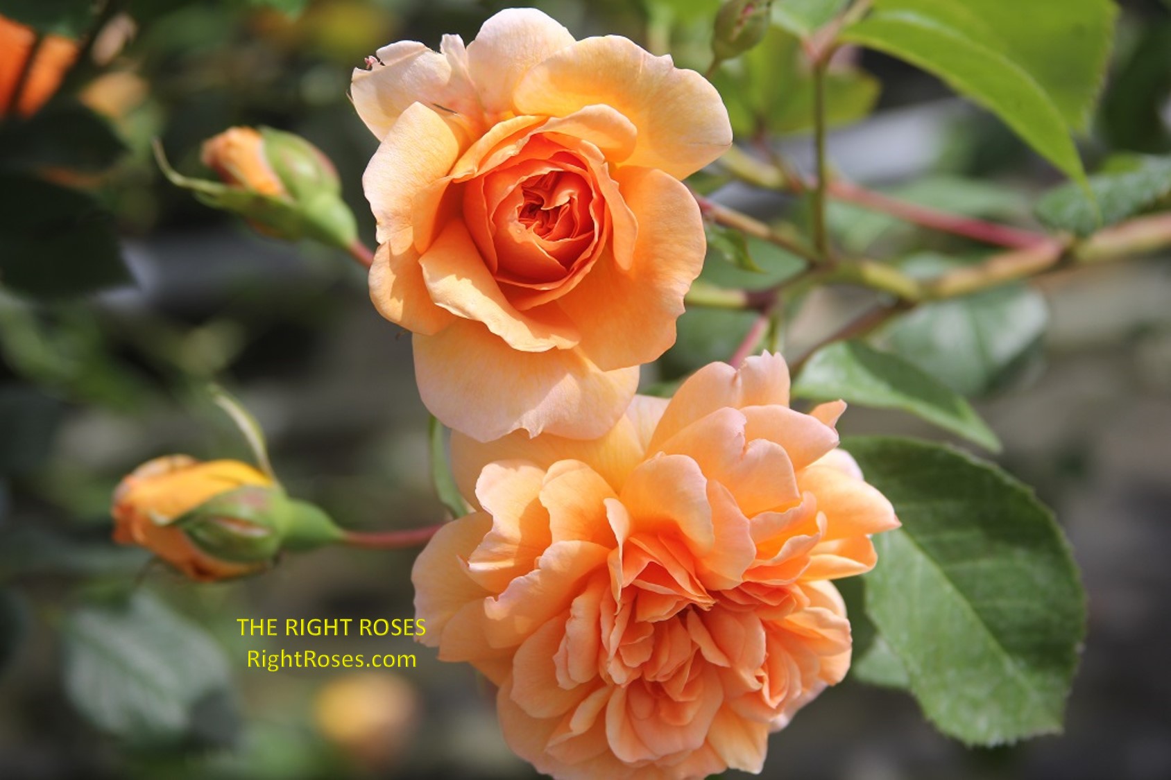 Dame Judi Dench rose review the right roses score best top garden store david austin english roses rose products rose rating the right leap rose food fertilizer