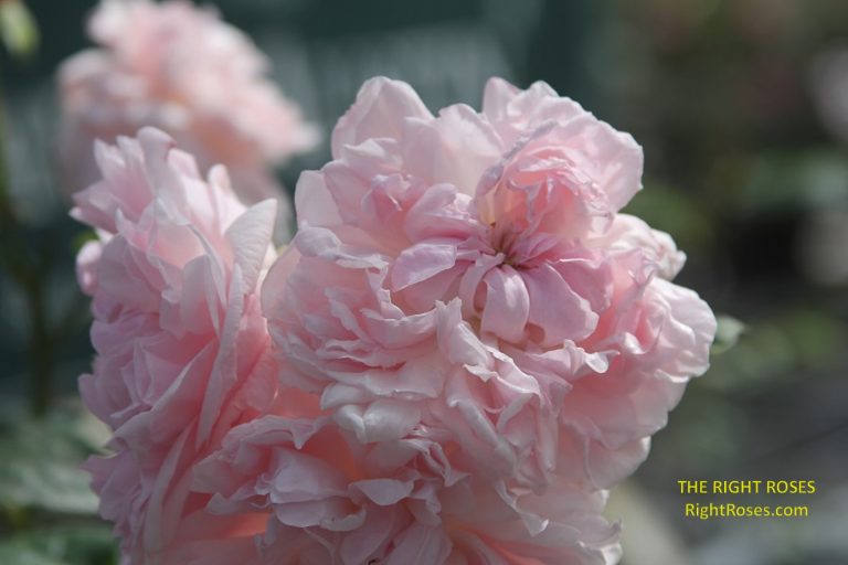 EGLANTYNE ROSE REVIEW | DAVID AUSTIN 1994