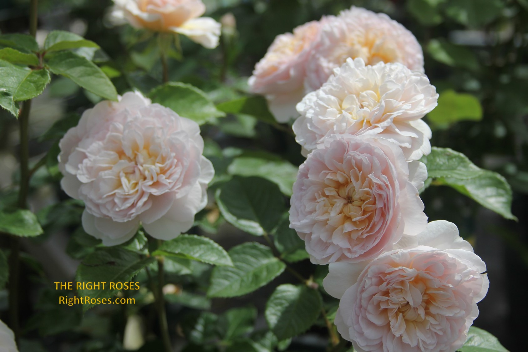 emily bronte rose review the right roses score best top garden store david austin english roses rose products rose rating