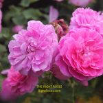 England's rose rose review the right roses score best top garden store david austin english roses rose products rose rating the right leap rose food fertilizer