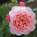 eustacia vye rose review the right roses score best top garden store david austin english roses rose products rose rating