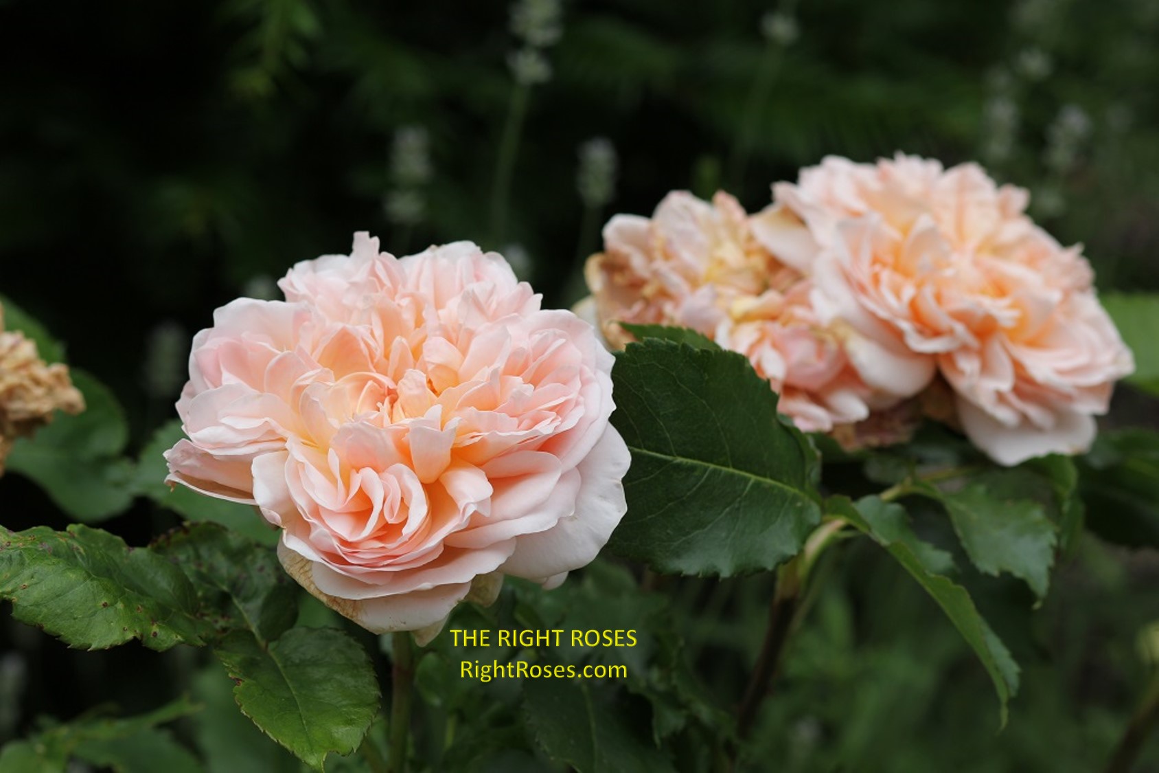 Evelyn rose review the right roses score best top garden store david austin english roses rose products rose rating the right leap rose food fertilizer