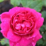 Gabriel Oak rose review the right roses score david austin top best garden store english roses rose products david austin