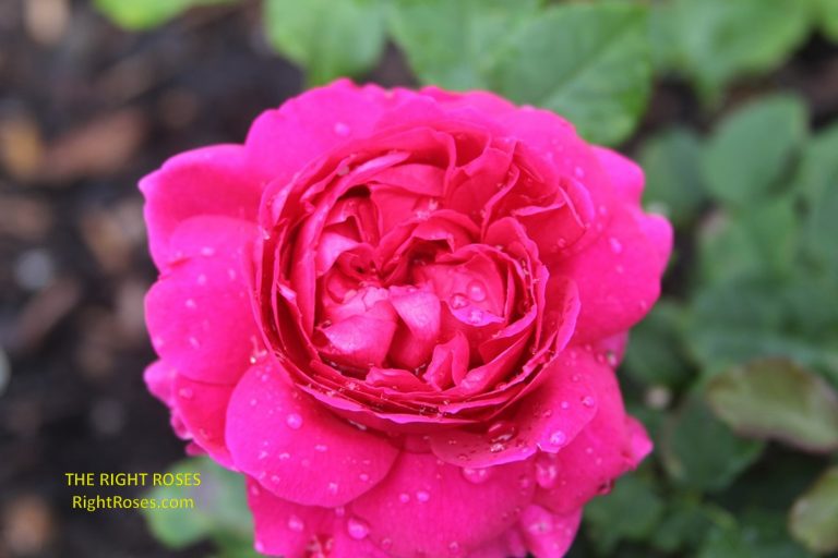 Gabriel Oak rose review the right roses score david austin top best garden store english roses rose products david austin