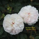 Gentle Hermione rose review the right roses score best top garden store david austin english roses rose products rose rating the right leap rose food fertilizer