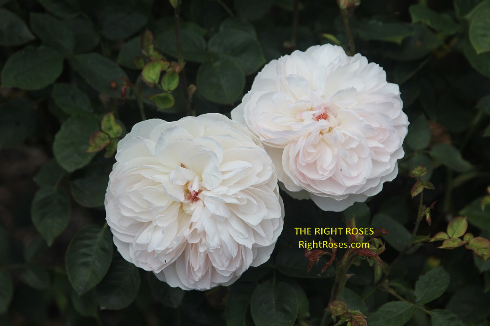 Gentle Hermione rose review the right roses score best top garden store david austin english roses rose products rose rating the right leap rose food fertilizer
