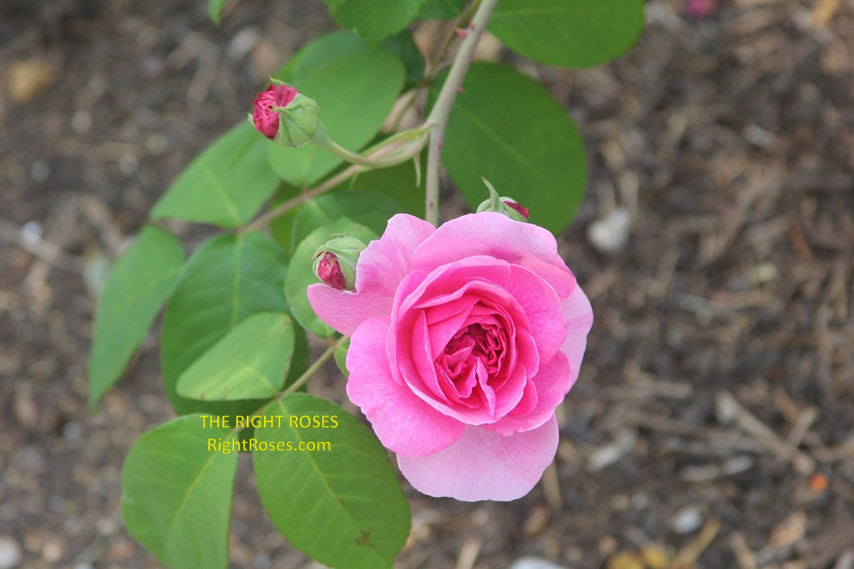 Gertrude Jekyll rose review the right roses score best top garden store david austin english roses rose products rose rating the right leap rose food fertilizer