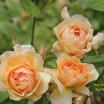 Grace rose review the right roses score best top garden store david austin english roses rose products rose rating the right leap rose food fertilizer