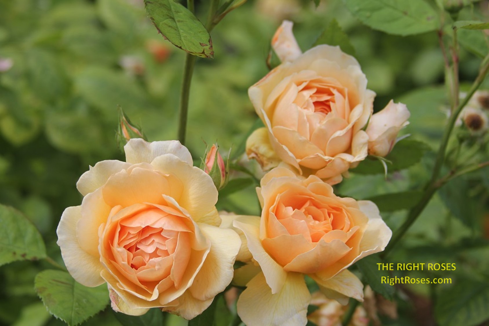 Grace rose review the right roses score best top garden store david austin english roses rose products rose rating the right leap rose food fertilizer