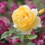 Graham Thomas rose review the right roses score best top garden store david austin english roses rose products rose rating the right leap rose food fertilizer