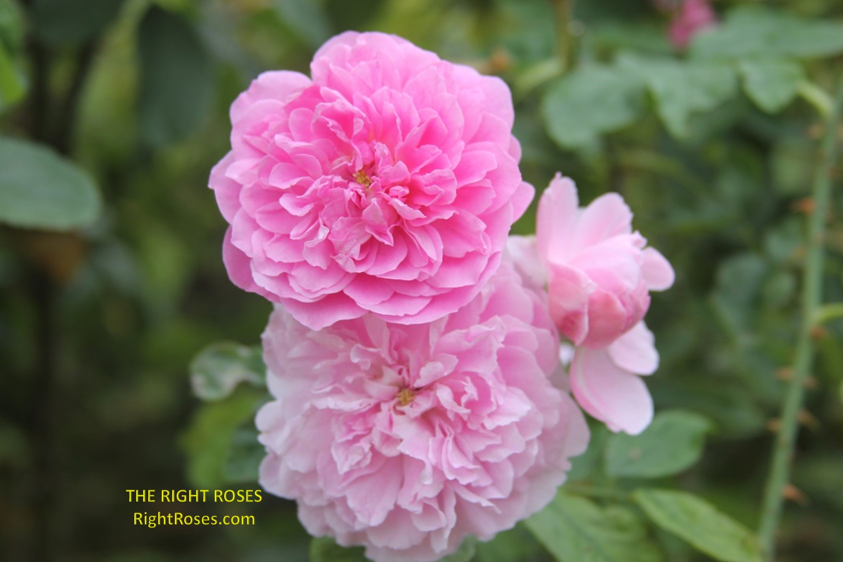 harlow carr rose review the right roses score best top garden store david austin english roses rose products rose rating the right leap rose food fertilizer