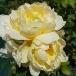 Imogen rose review the right roses score best top garden store david austin english roses rose products rose rating the right leap rose food fertilizer