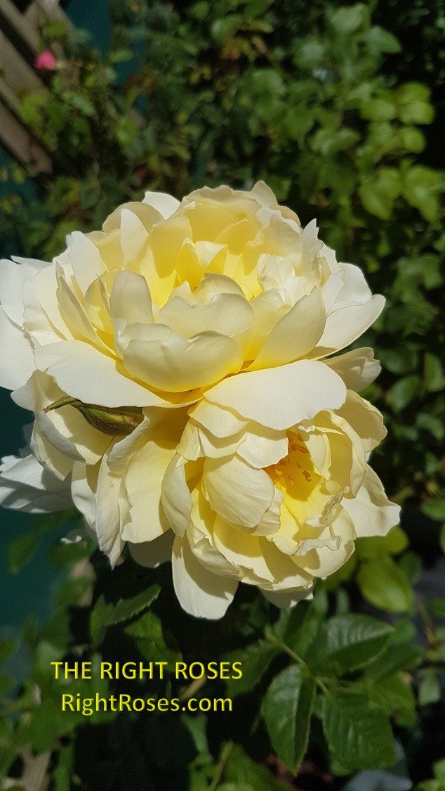 Imogen rose review the right roses score best top garden store david austin english roses rose products rose rating the right leap rose food fertilizer