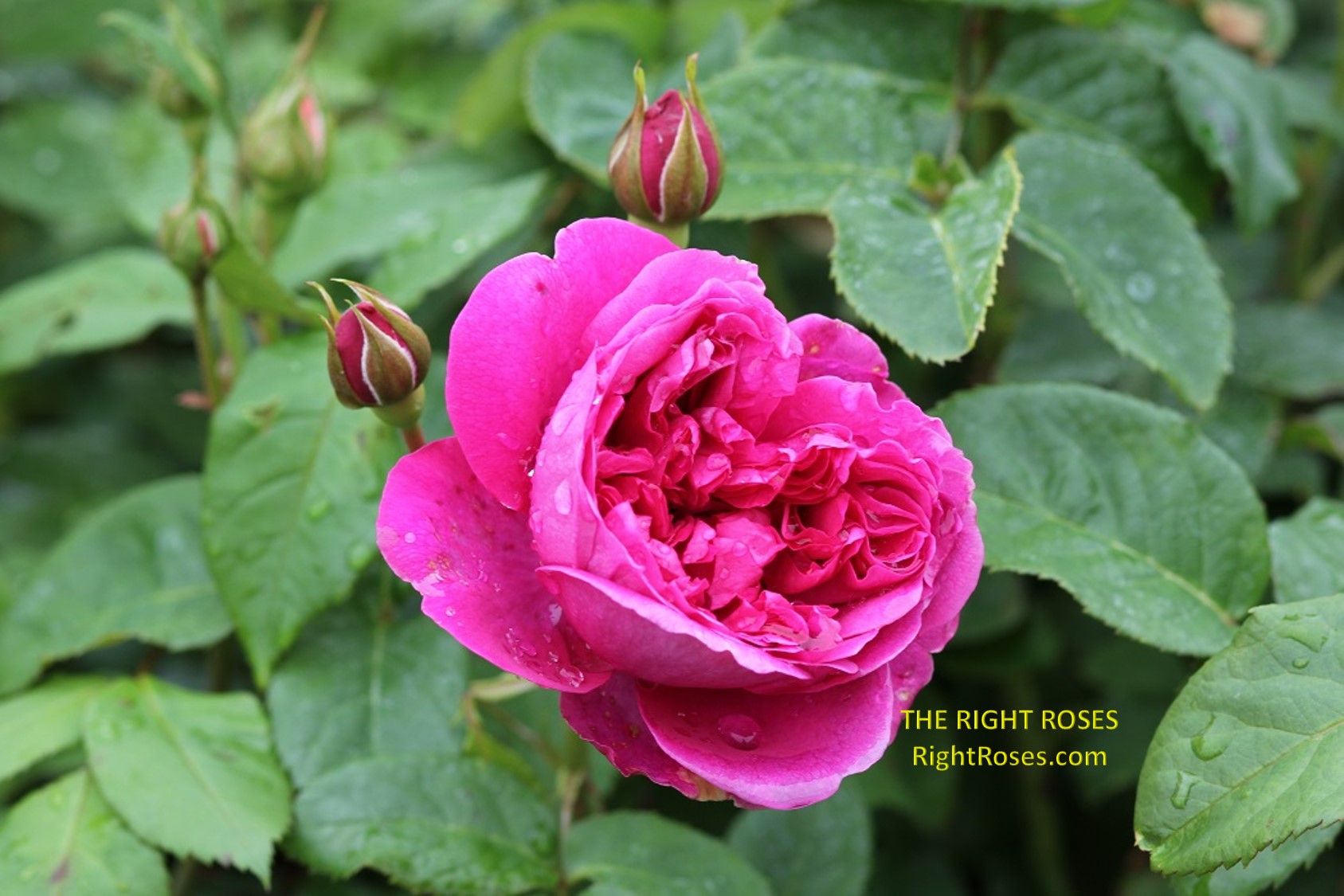 James L Austin rose review the right roses score best top garden store david austin english roses rose products rose rating the right leap rose food fertilizer