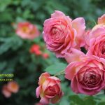 Jubilee Celebration rose review the right roses score best top garden store david austin english roses rose products rose rating the right leap rose food fertilizer