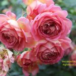THE RIGHT ROSES SCORES OF THE BEST ROSES IN THE WORLD