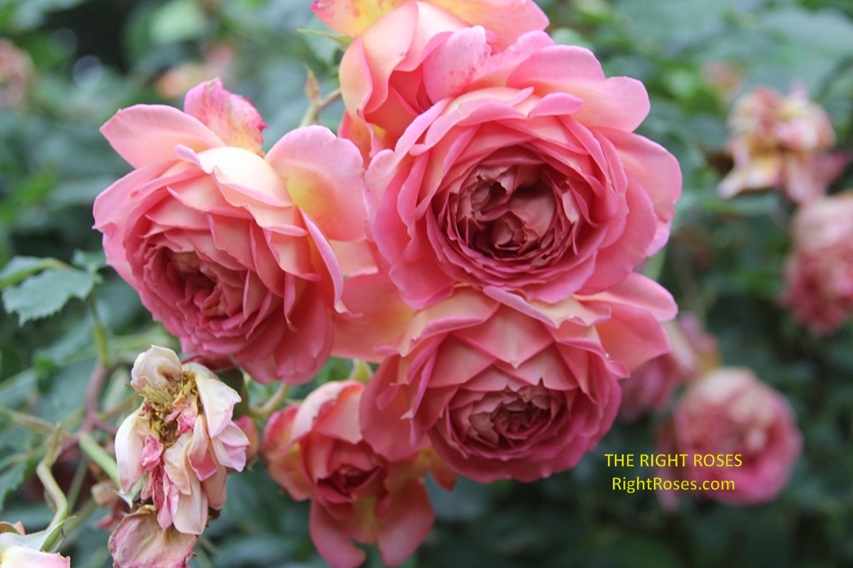 Jubilee Celebration rose review the right roses score best top garden store david austin english roses rose products rose rating the right leap rose food fertilizer