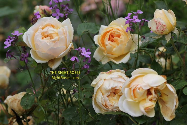 JUDE THE OBSCURE ROSE REVIEW | DAVID AUSTIN 1995