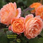 lady emma hamilton rose review the right roses score best top garden store david austin english roses rose products rose rating the right leap rose food fertilizer