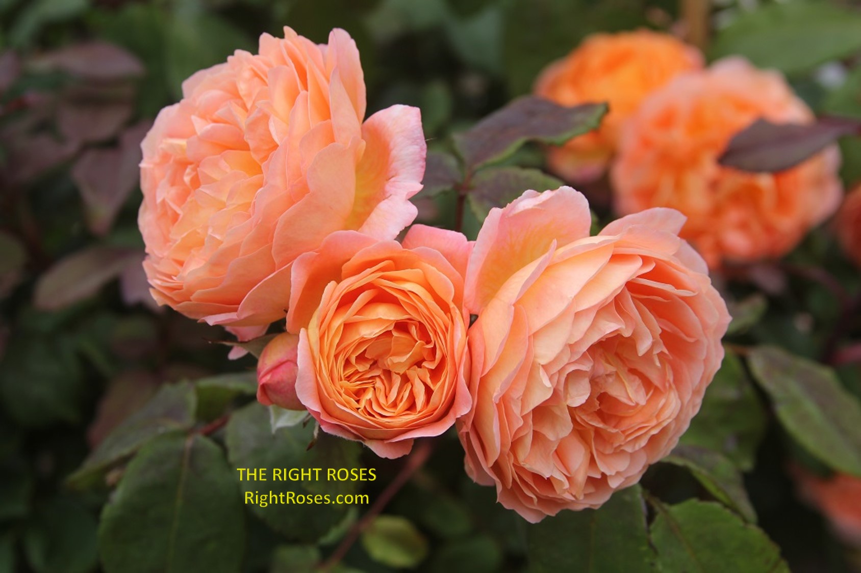 lady emma hamilton rose review the right roses score best top garden store david austin english roses rose products rose rating the right leap rose food fertilizer