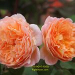 lady emma hamilton rose review the right roses score best top garden store david austin english roses rose products rose rating the right leap rose food fertilizer