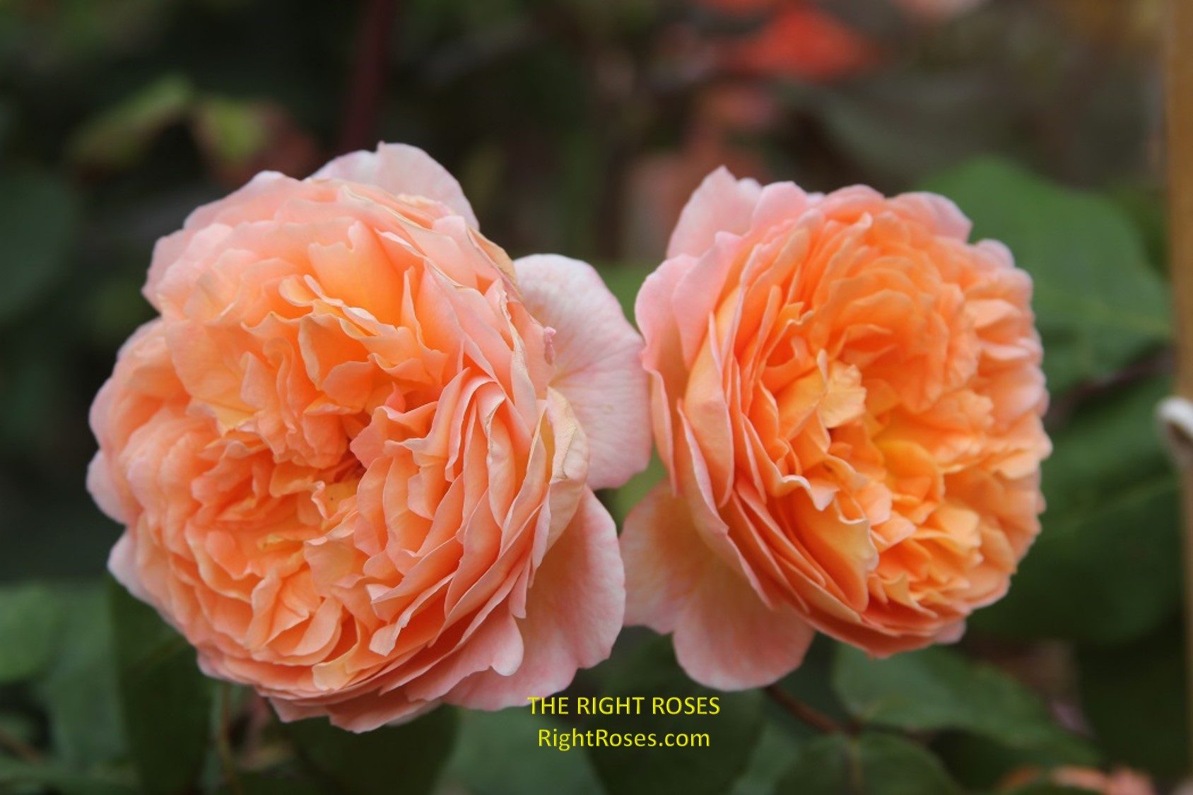 lady emma hamilton rose review the right roses score best top garden store david austin english roses rose products rose rating the right leap rose food fertilizer